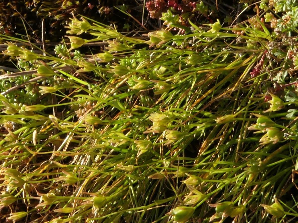 Zimowit Soleirola 7