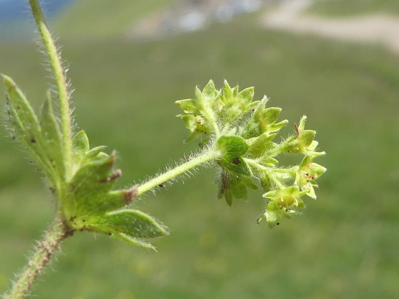 Alchemilla flabellata 16
