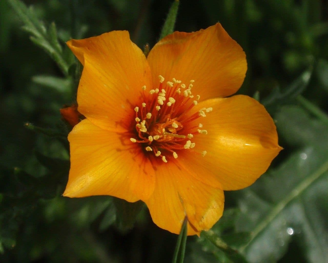 Mentzelia pectinée 4