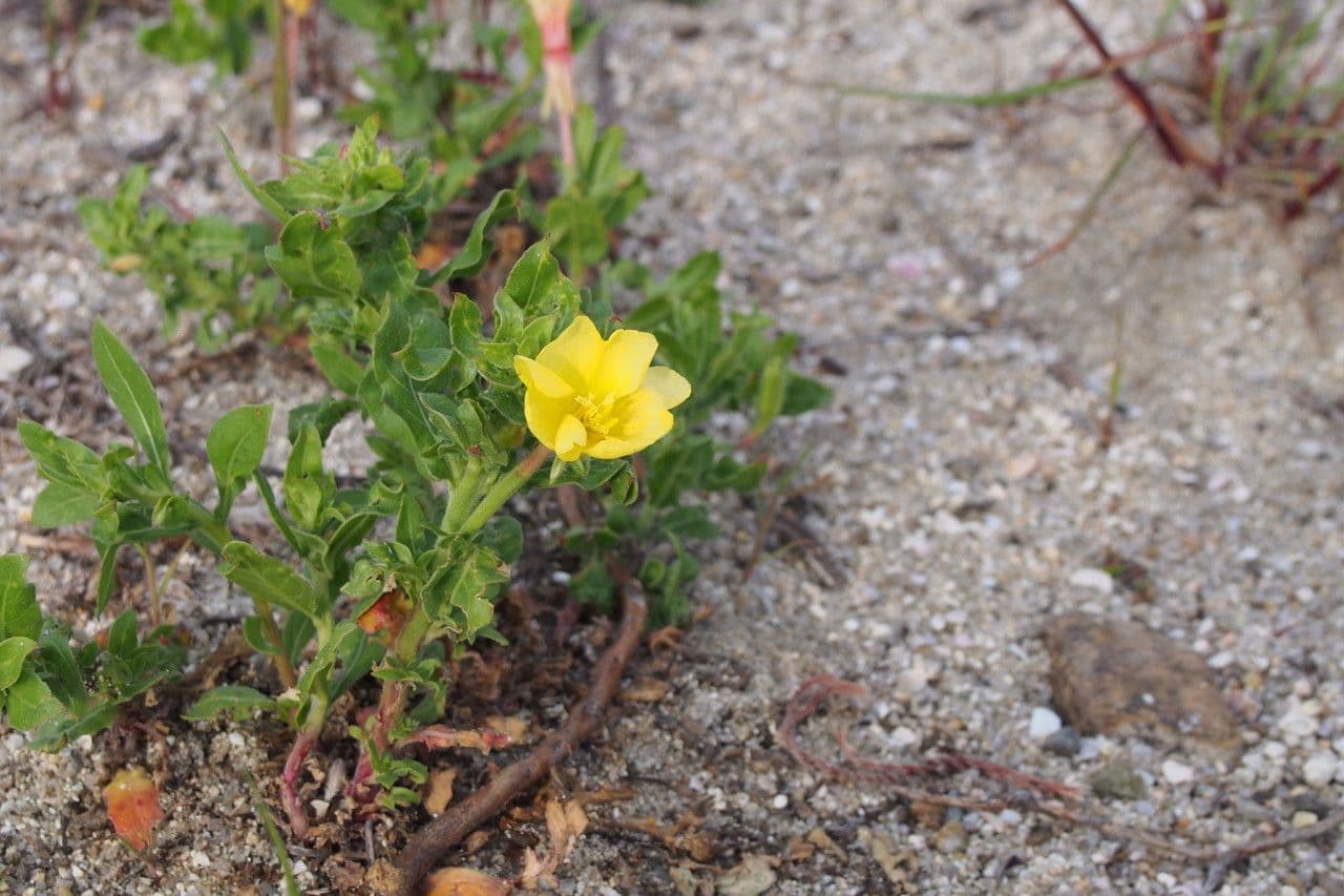 Onagra laciniata 13