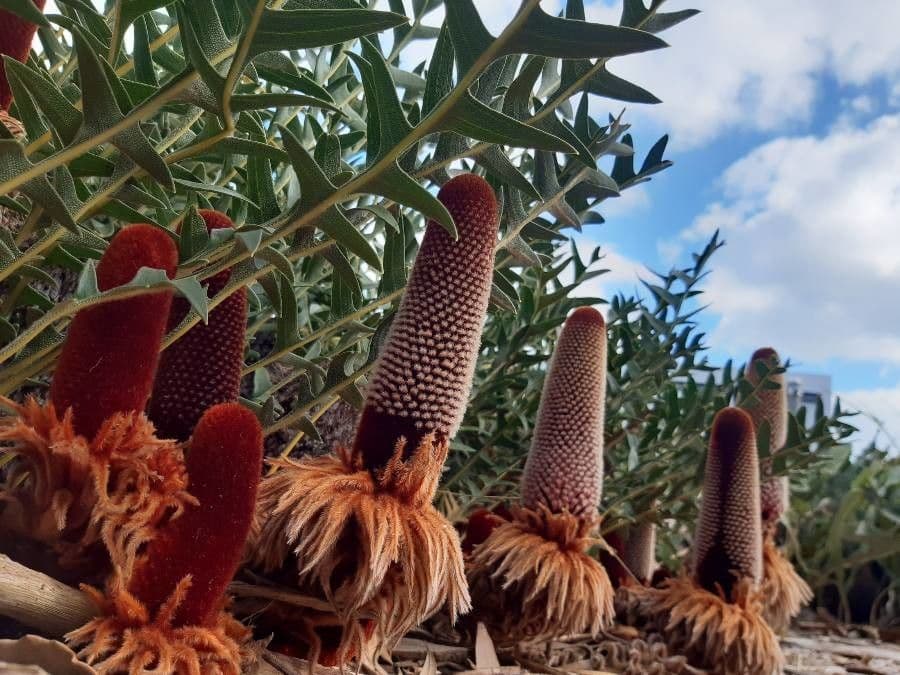 Banksia 6