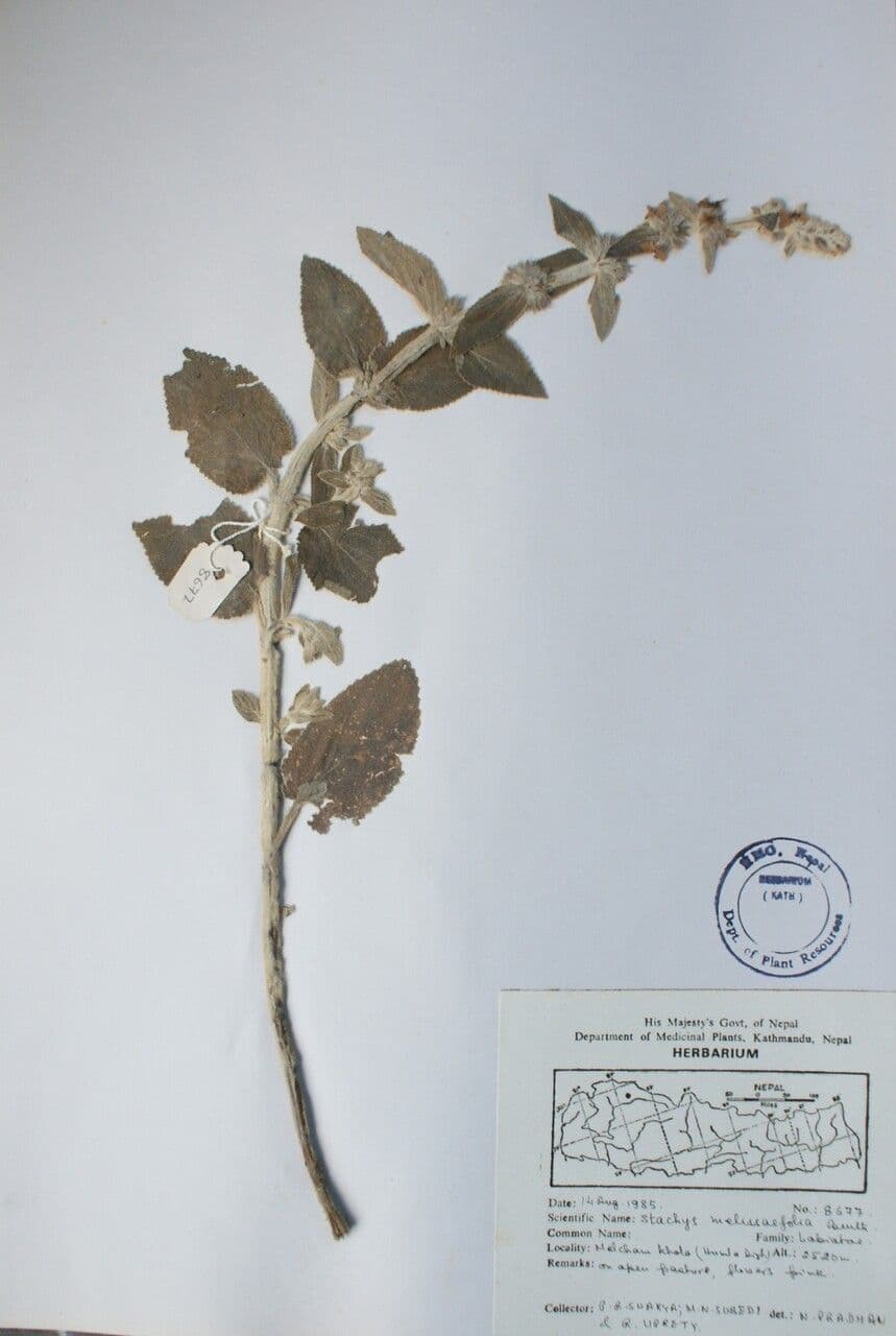 Leucas 3