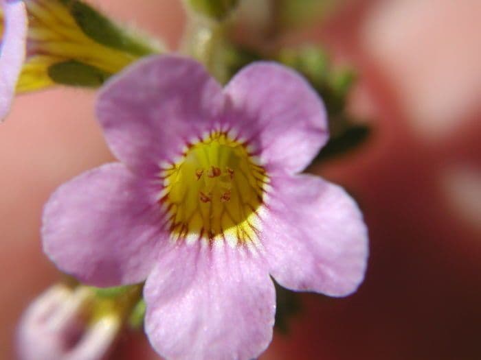 Fackelblume 2