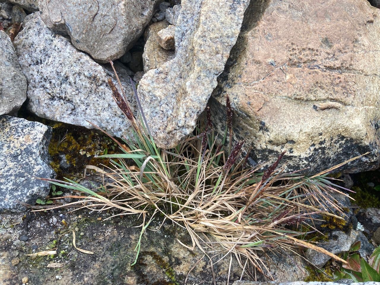 Rosa 9