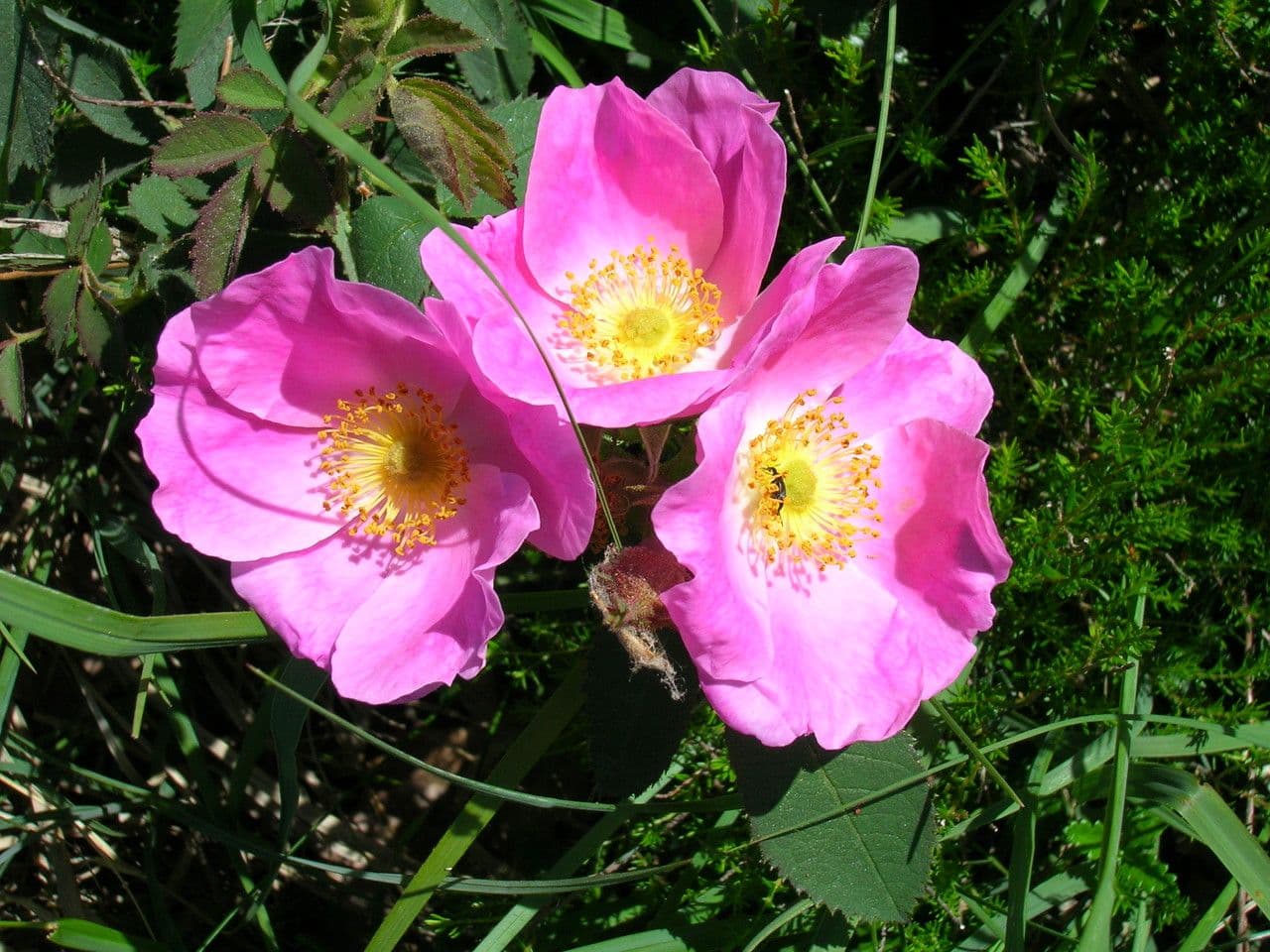 Rose 3
