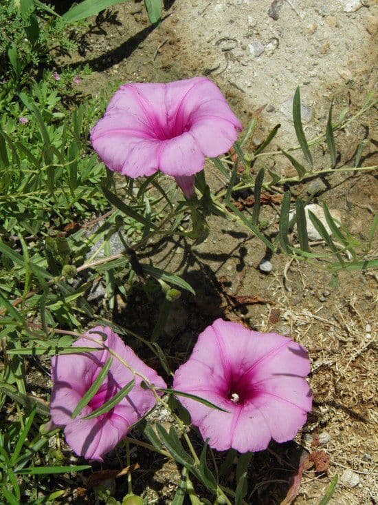 Ipomoea arbustiva 2