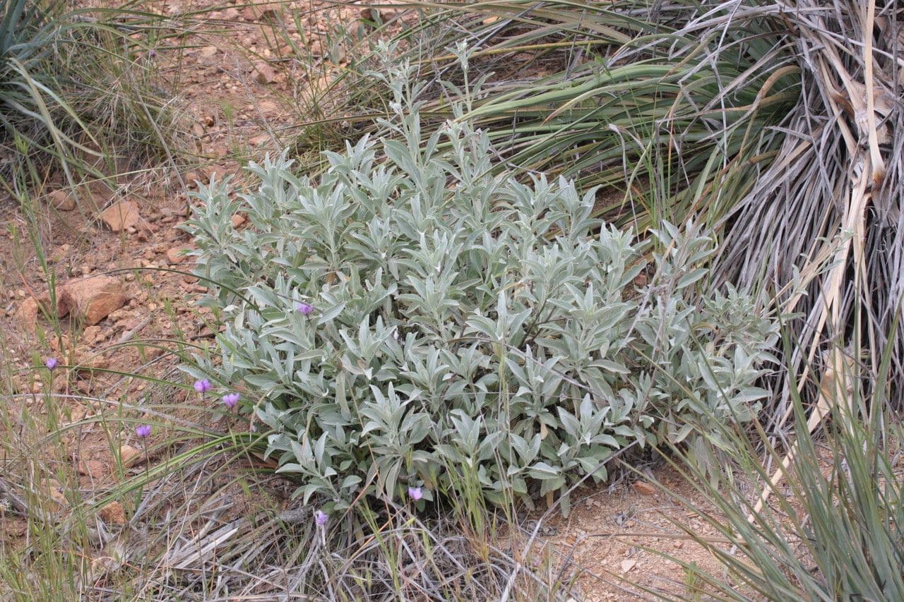 Salvia bianca 13