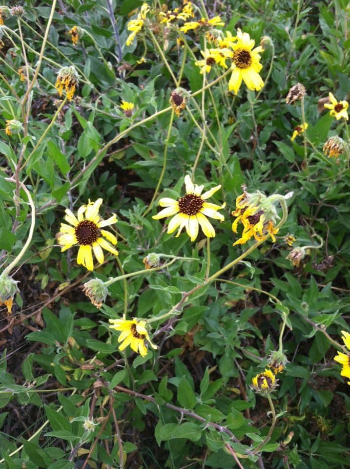 Encelia kalifornská 9