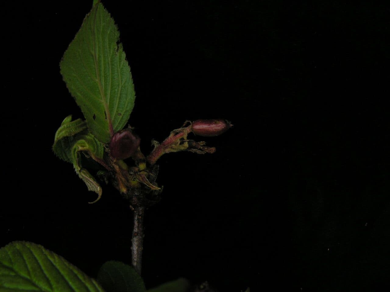 Großblütige Viburnum 8