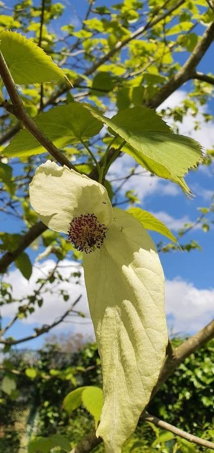Taschentuchbaum 6