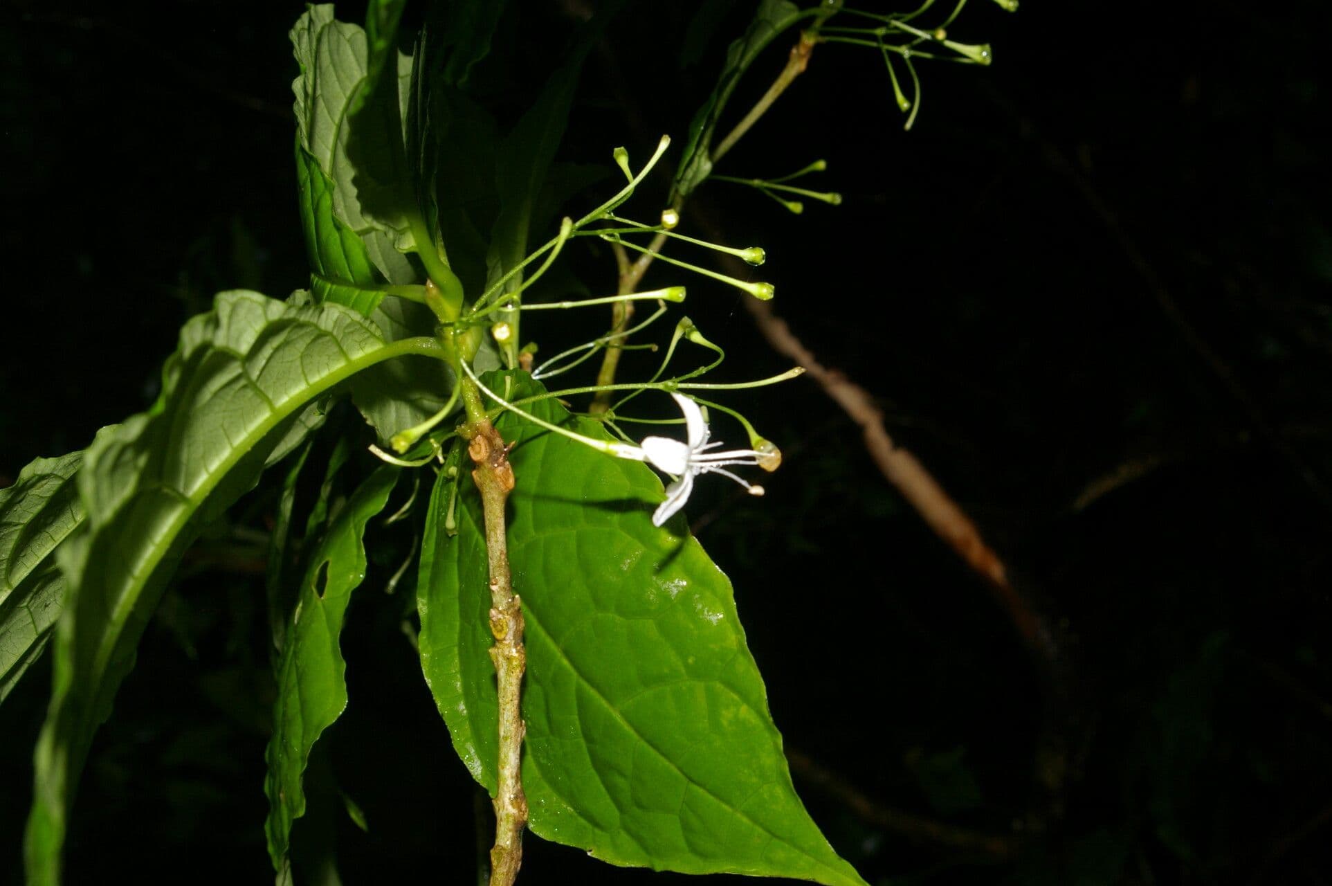 Aegiphila 9