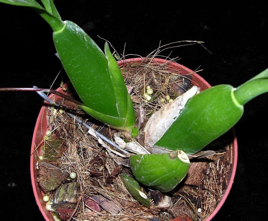 Brassia 21