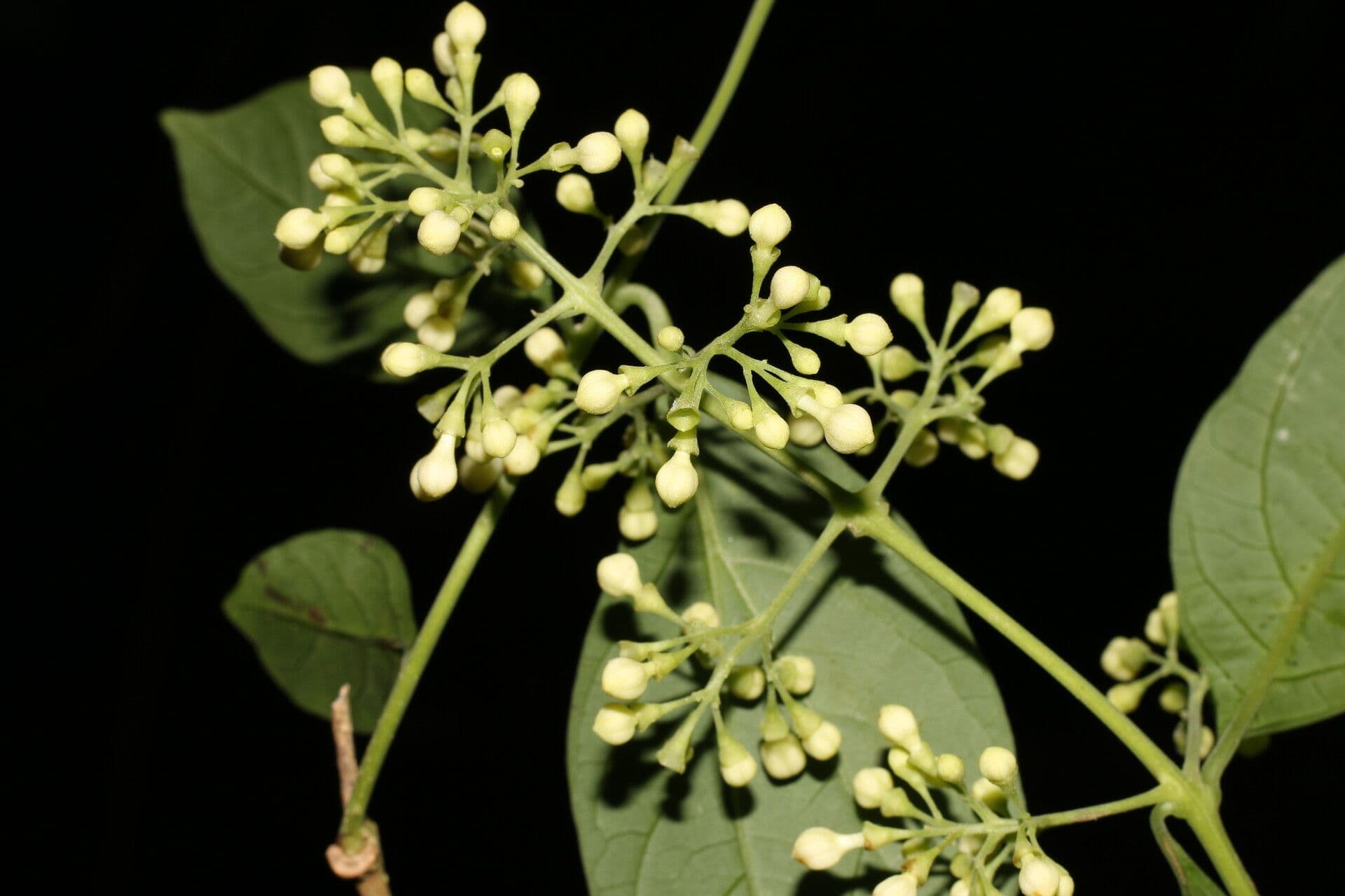 Aegiphila panamense