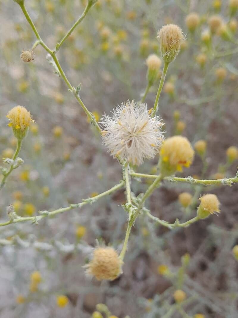 Pulicaria 3