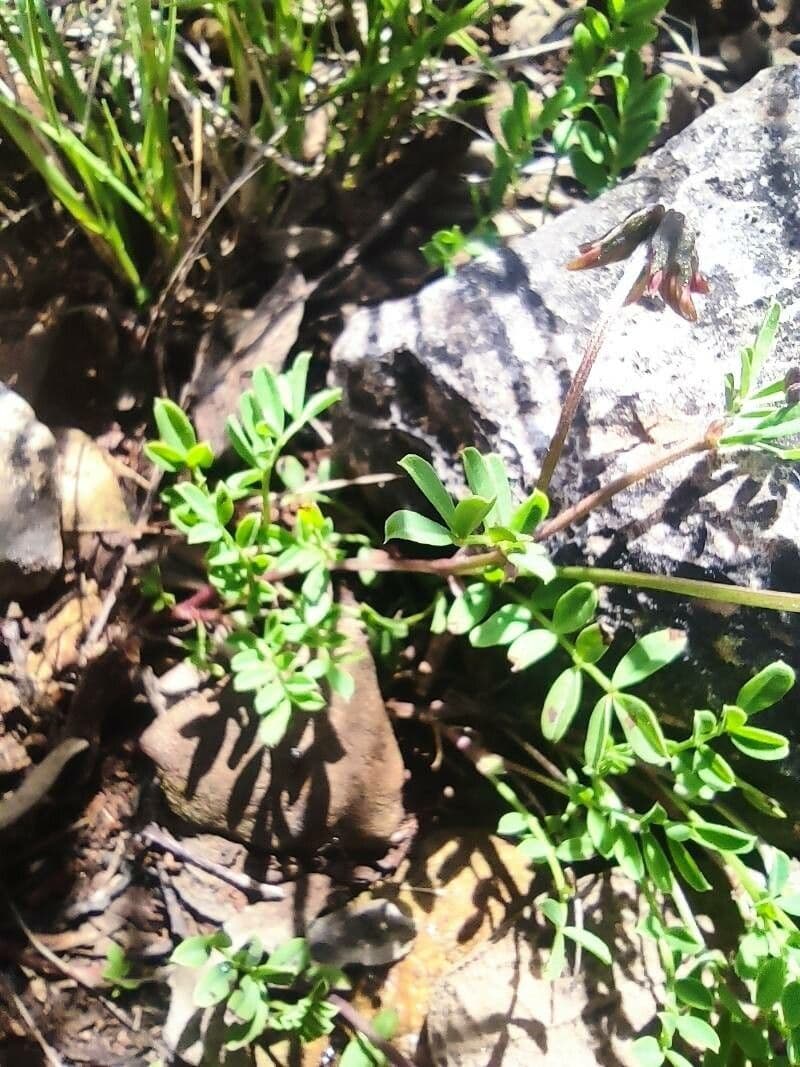 Hippocrepis 16