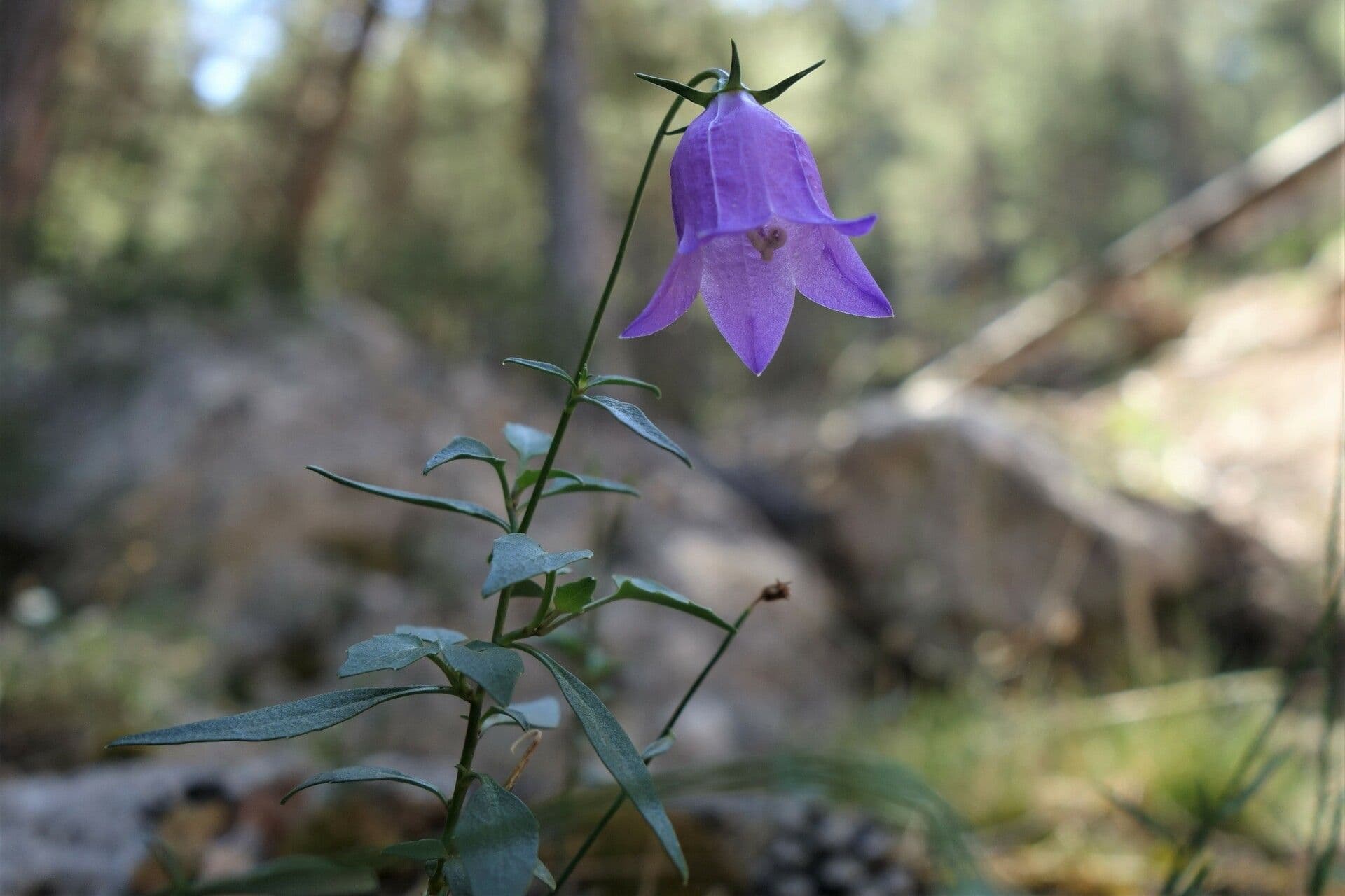 Rundblättrige Glockenblume 16