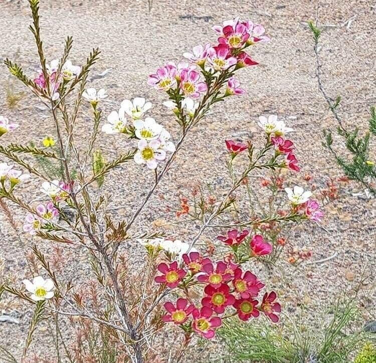 Chamelaucium