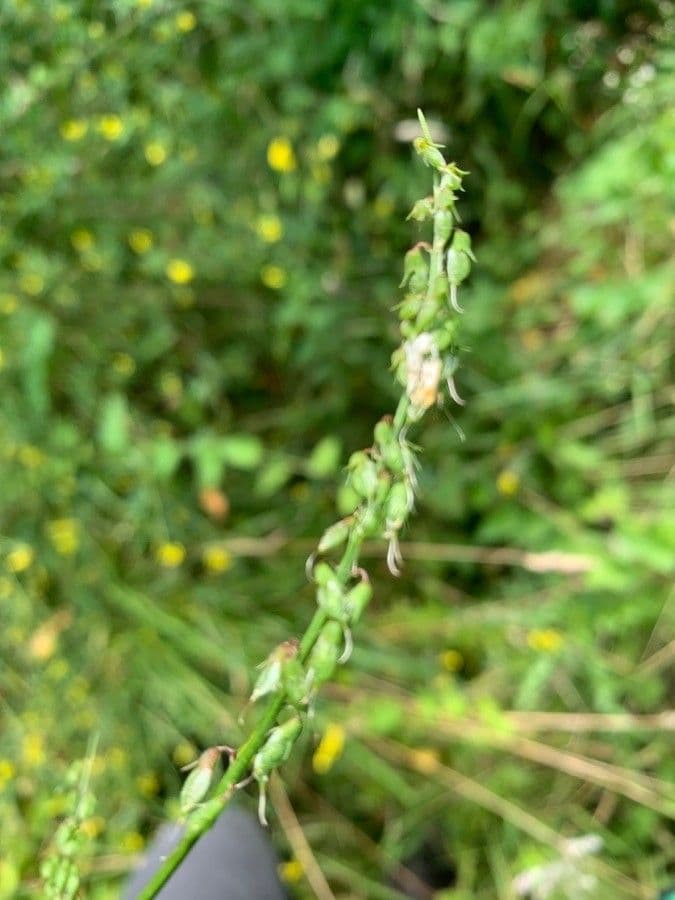 Meliloto elevado