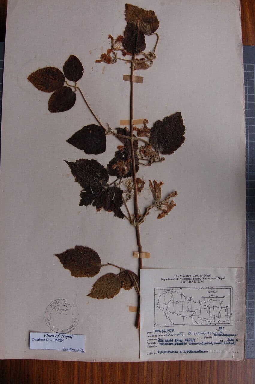 Clematis 8