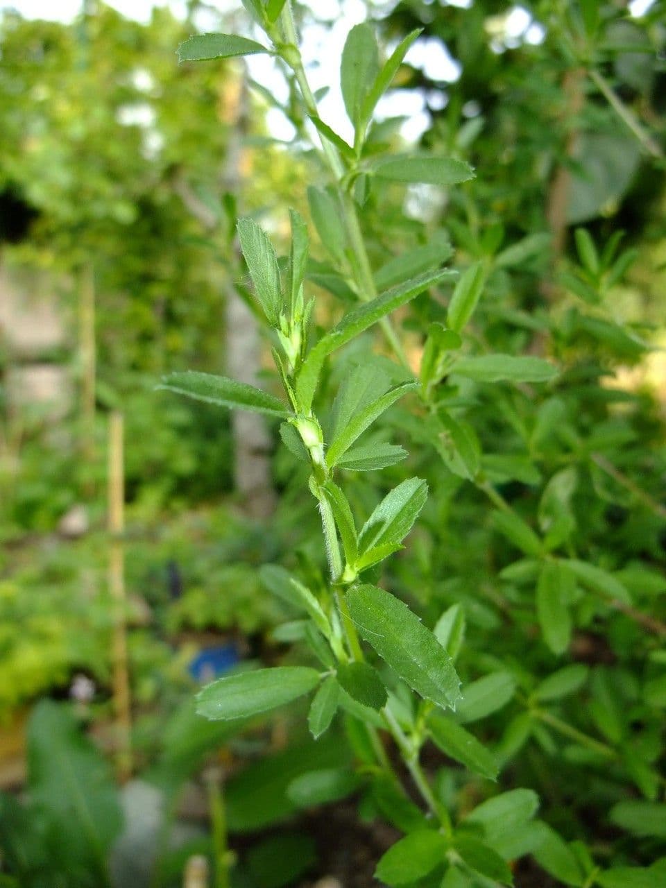 Ononide spinosa 27