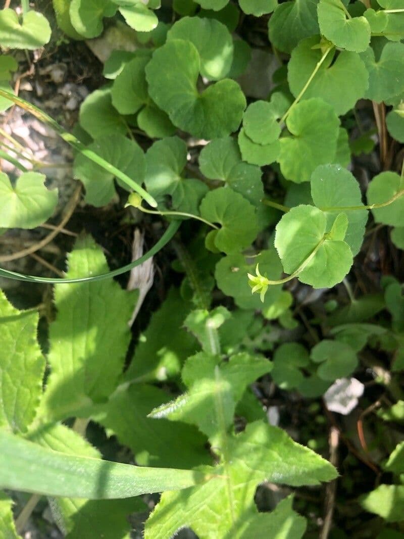 Viola biflora 2