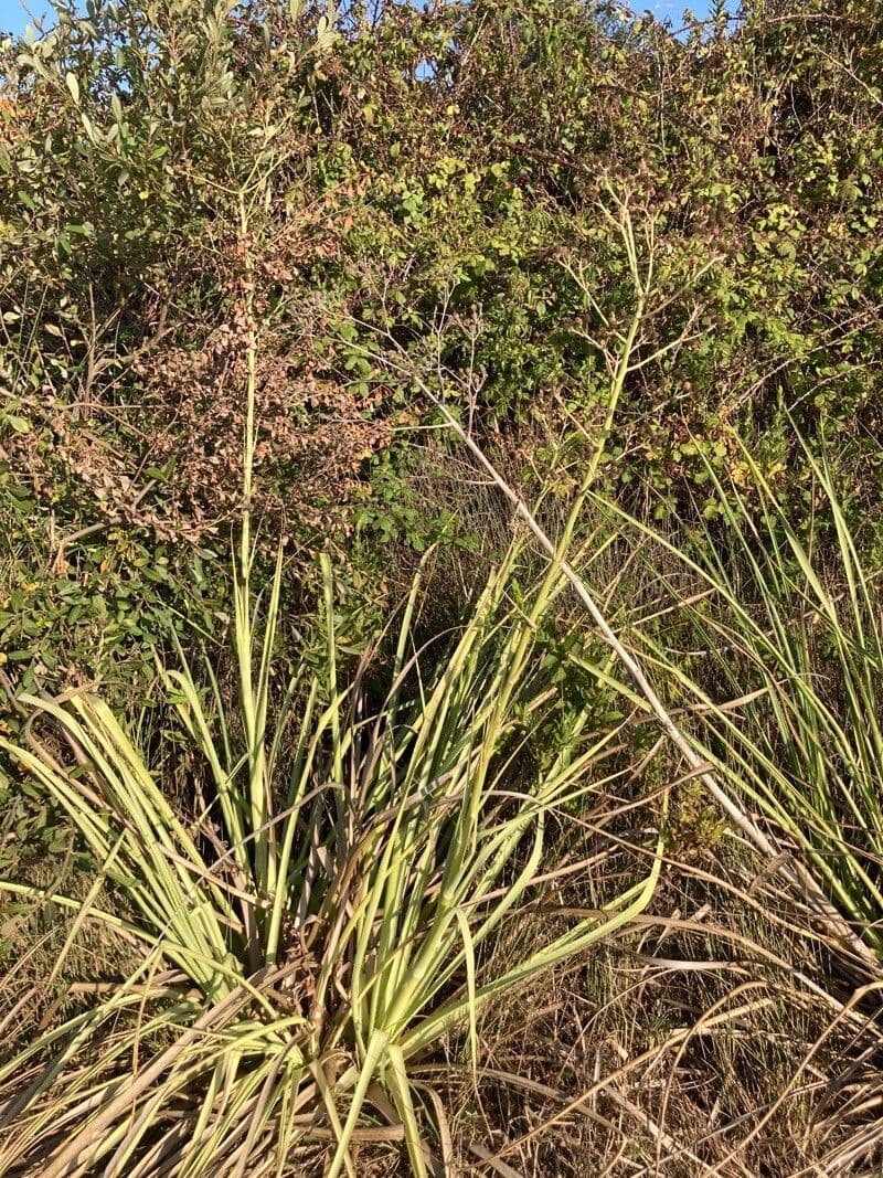 Panicaut à feuilles de pandanus 8