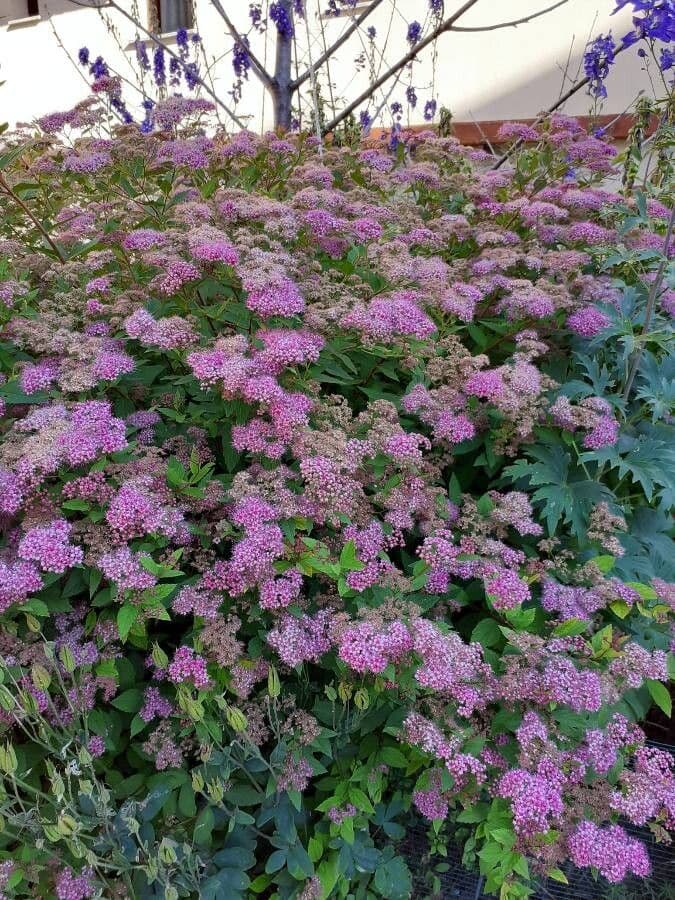 Spirea del Giappone 23