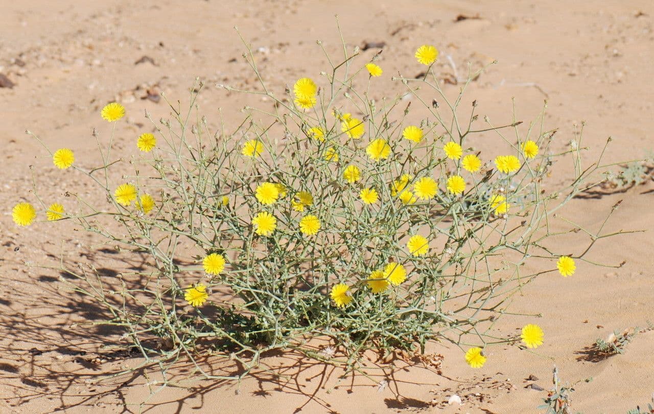 Launea mucronata 4