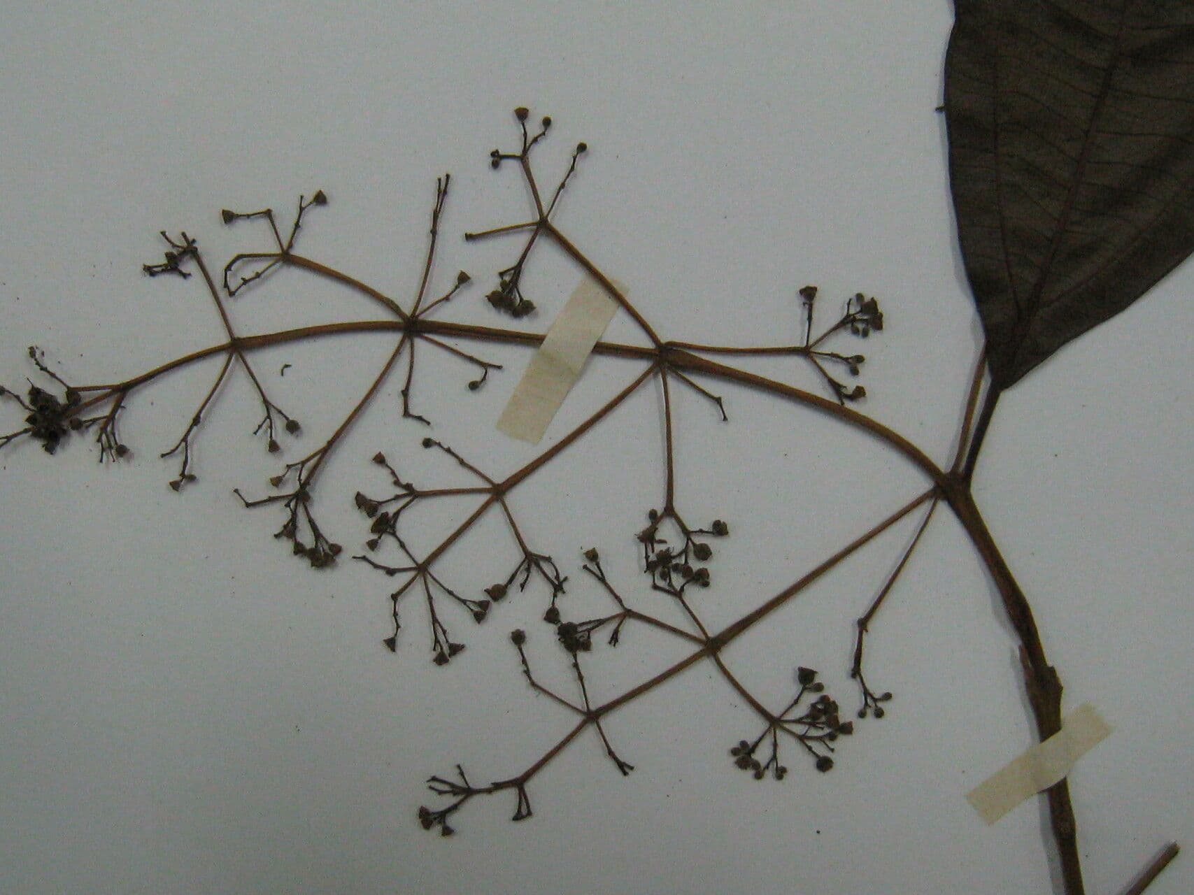 Miconia 5