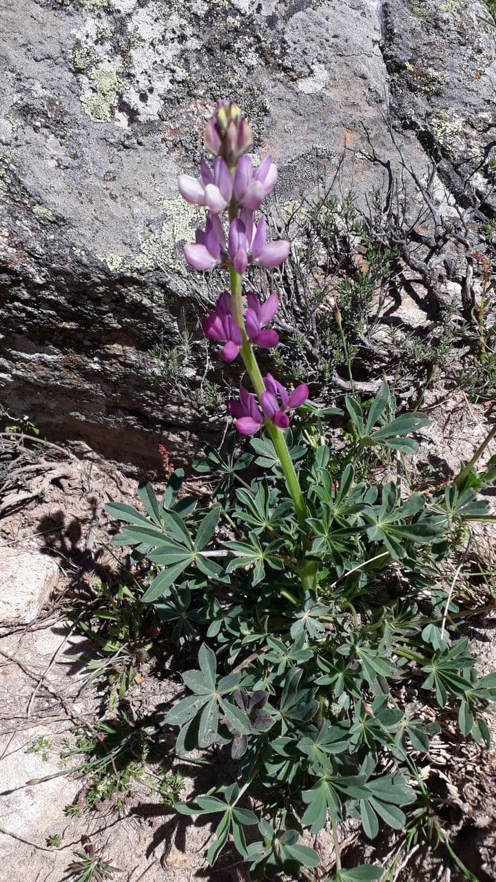Spanische Lupine 9