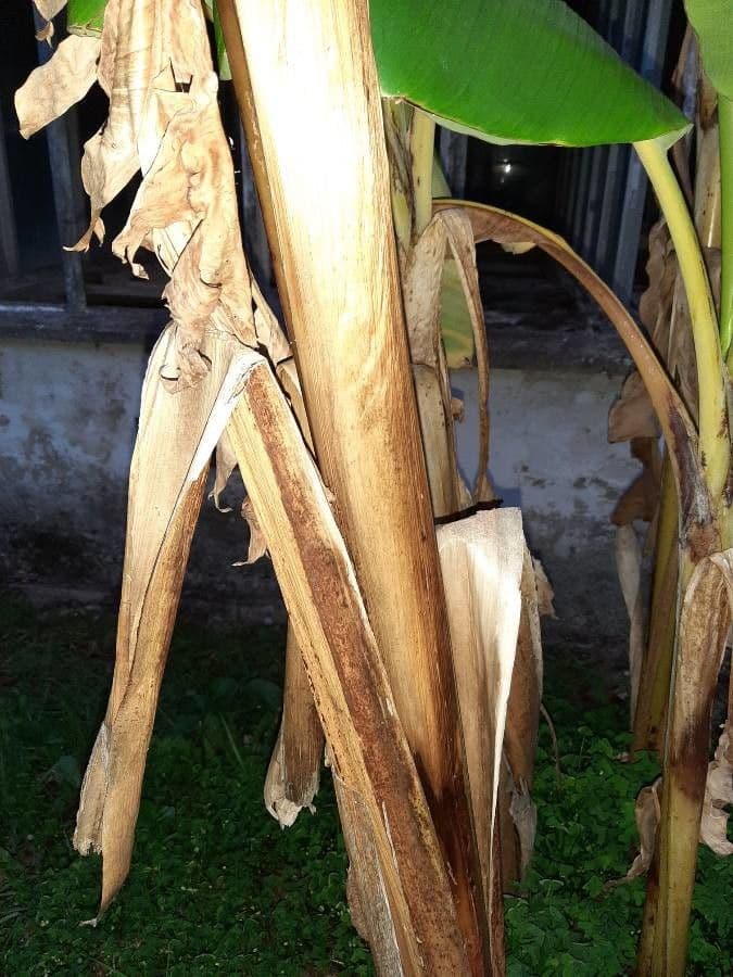 Bananovník“, “ 25