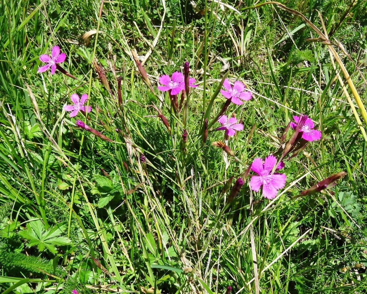 Heide-Nelke 12