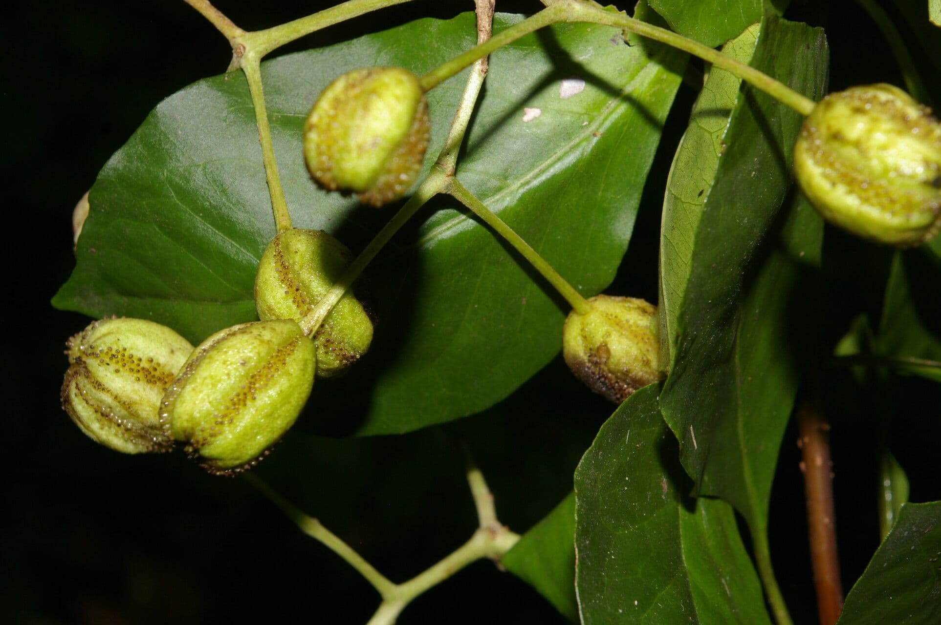 Pisonia