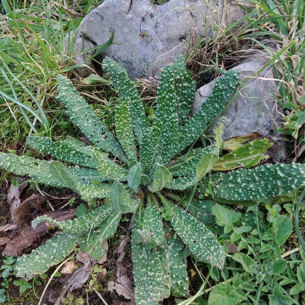Echium asperrimum 14