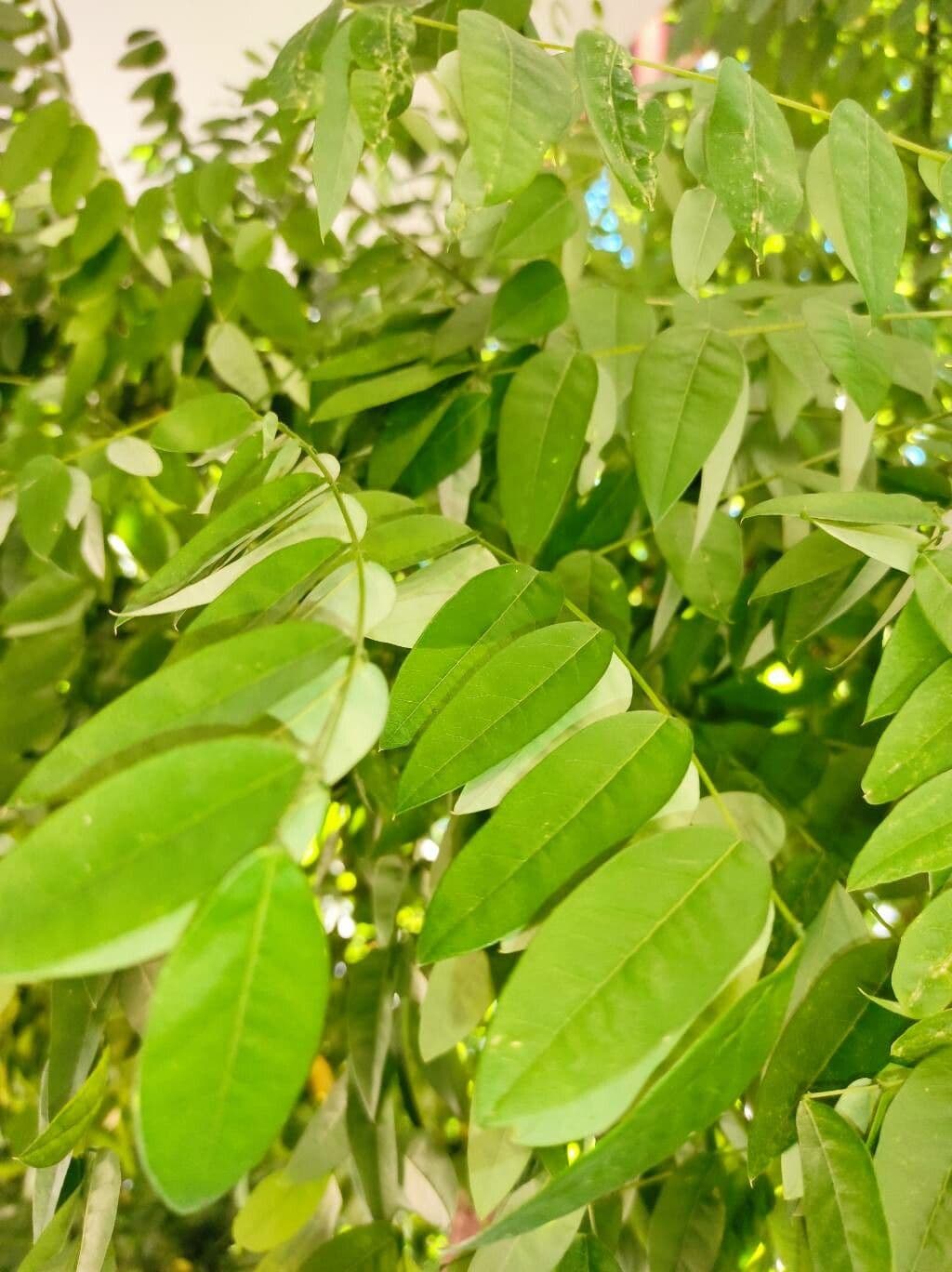 Cassia 17