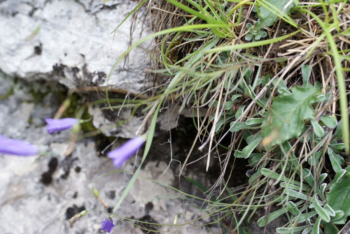 Campanula stenocodon 9
