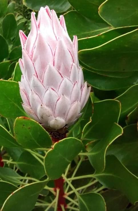 Protea carciofoide 6