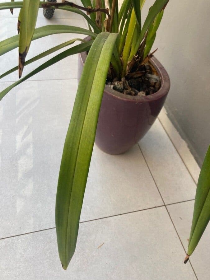 Cymbidium 9