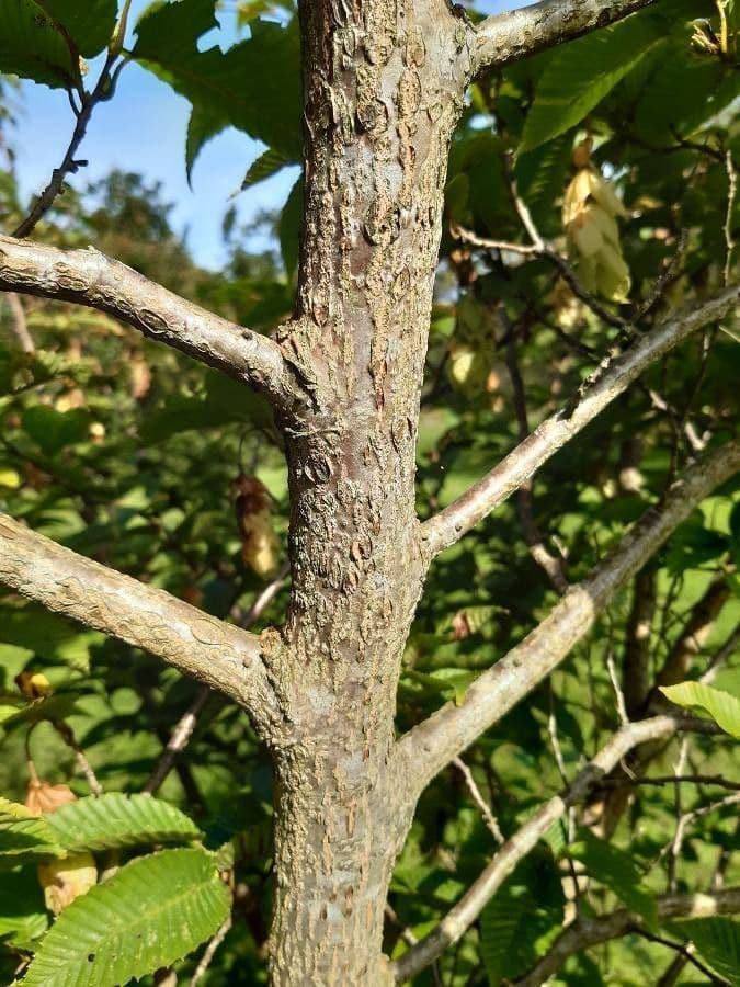 Carpinus japonica 19