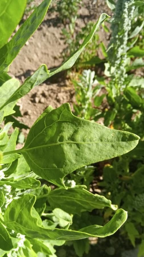 Quinoa 18