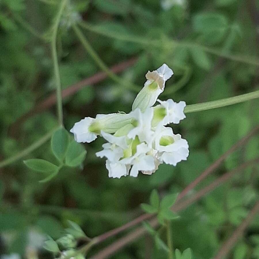 Corydalis claviculata 7