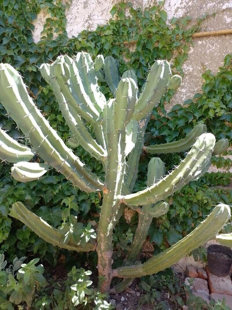 Myrtillocactus geometrizans 19