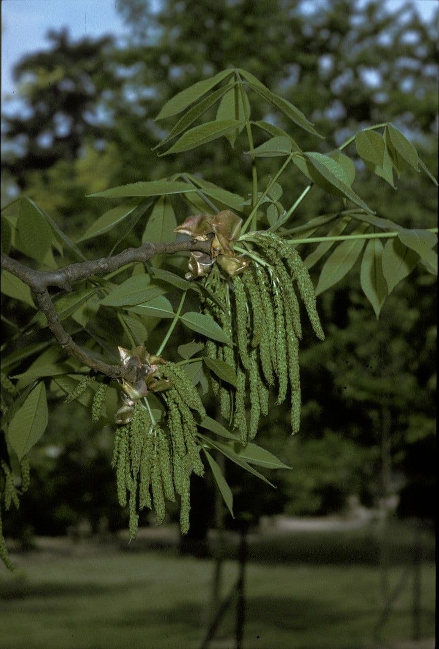 Noyer de pécans