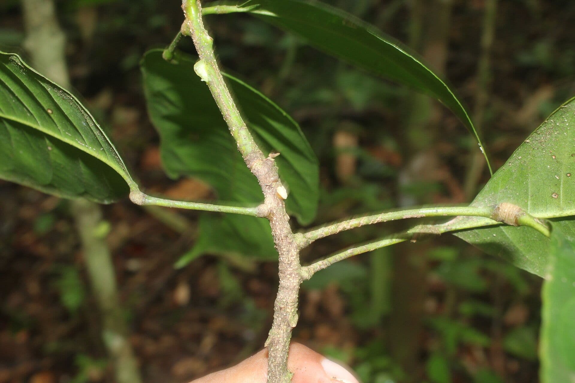 Conchocarpus 17