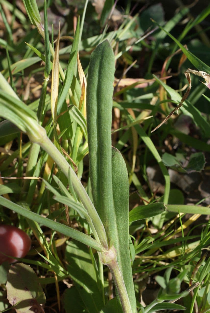 Silene conica 16