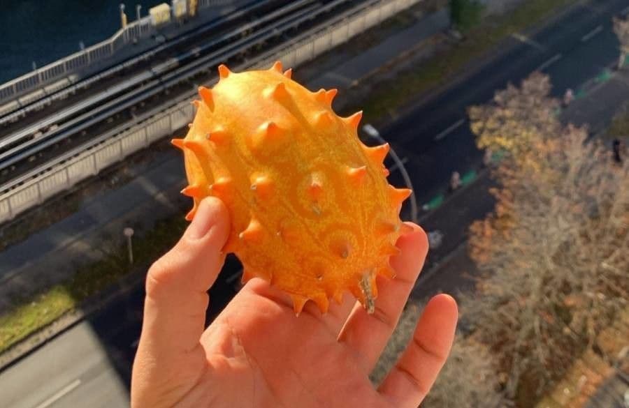 Melone cornut