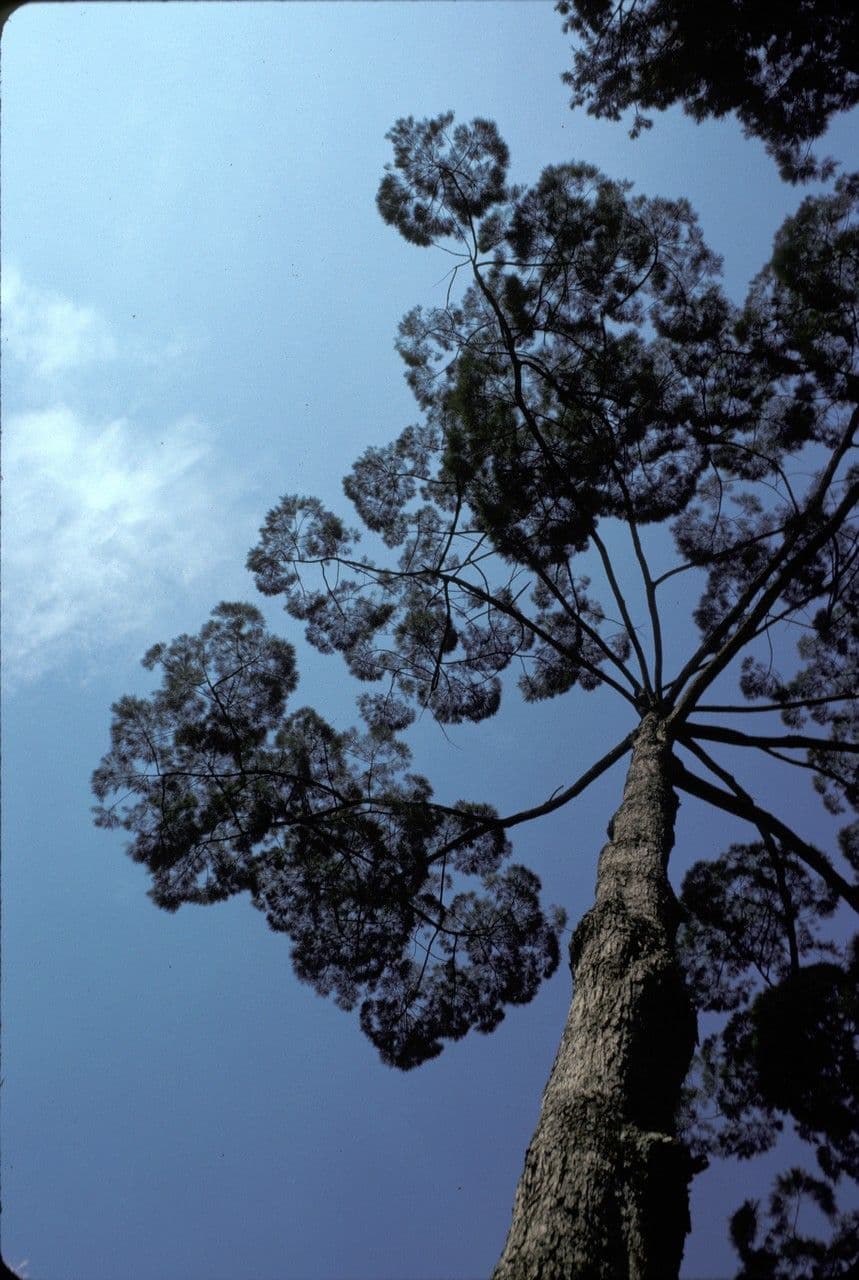 Sumatra-Gymnostoma 2