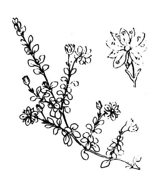 Arenaria biflora 18
