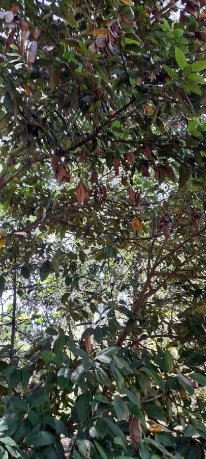 Ocotea