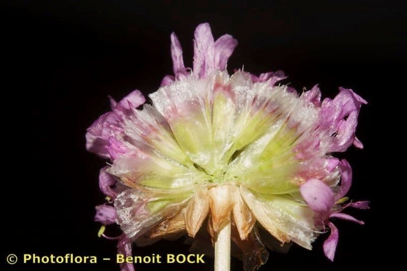Armeria 2